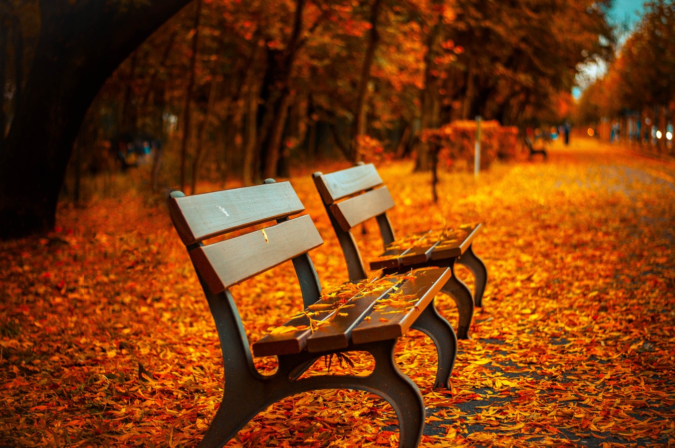 15 затишних віршів про осінь від українських поетів