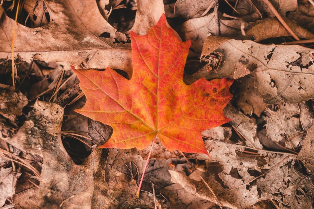 вірші про осінь