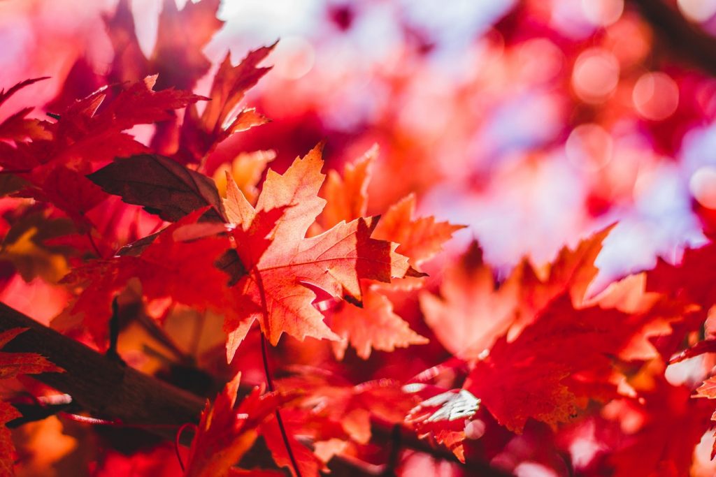 15 українських віршів про осінь