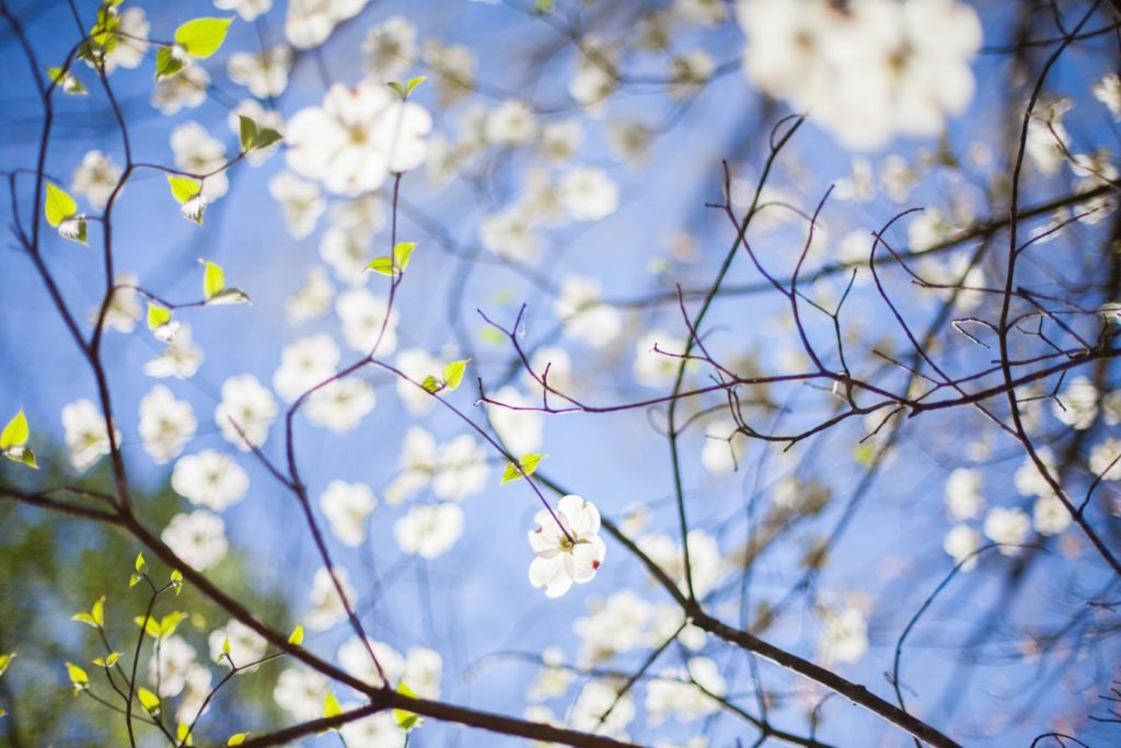 Весняна свіжість: душевні українські вірші про весну