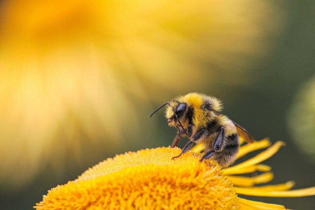 bee poetry