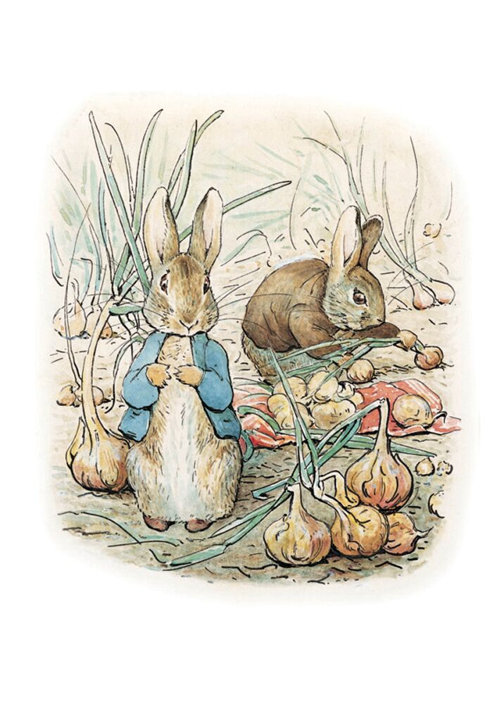 illustration art children book beatrix potter