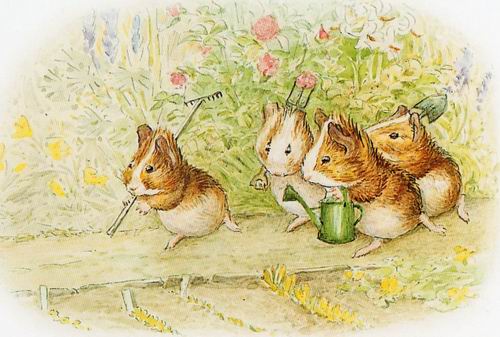 illustration art children book beatrix potter