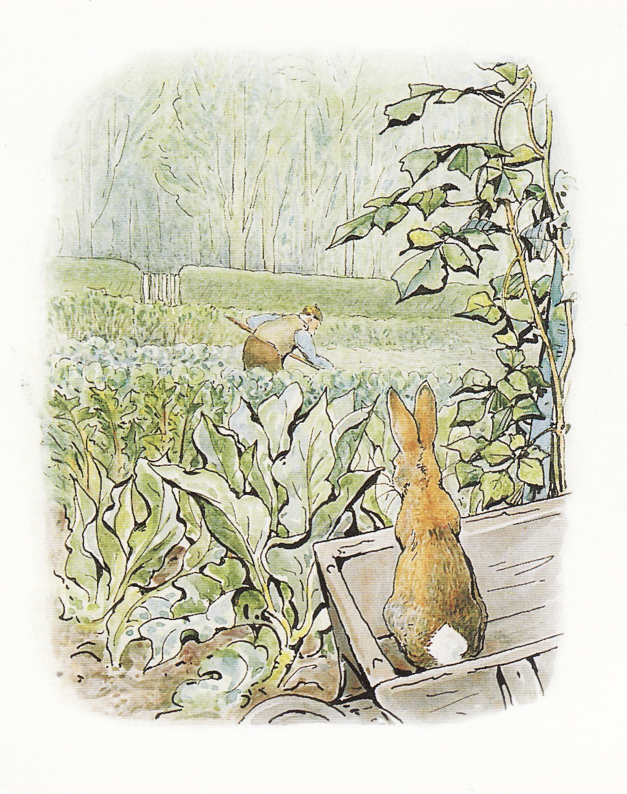 illustration art children book beatrix potter