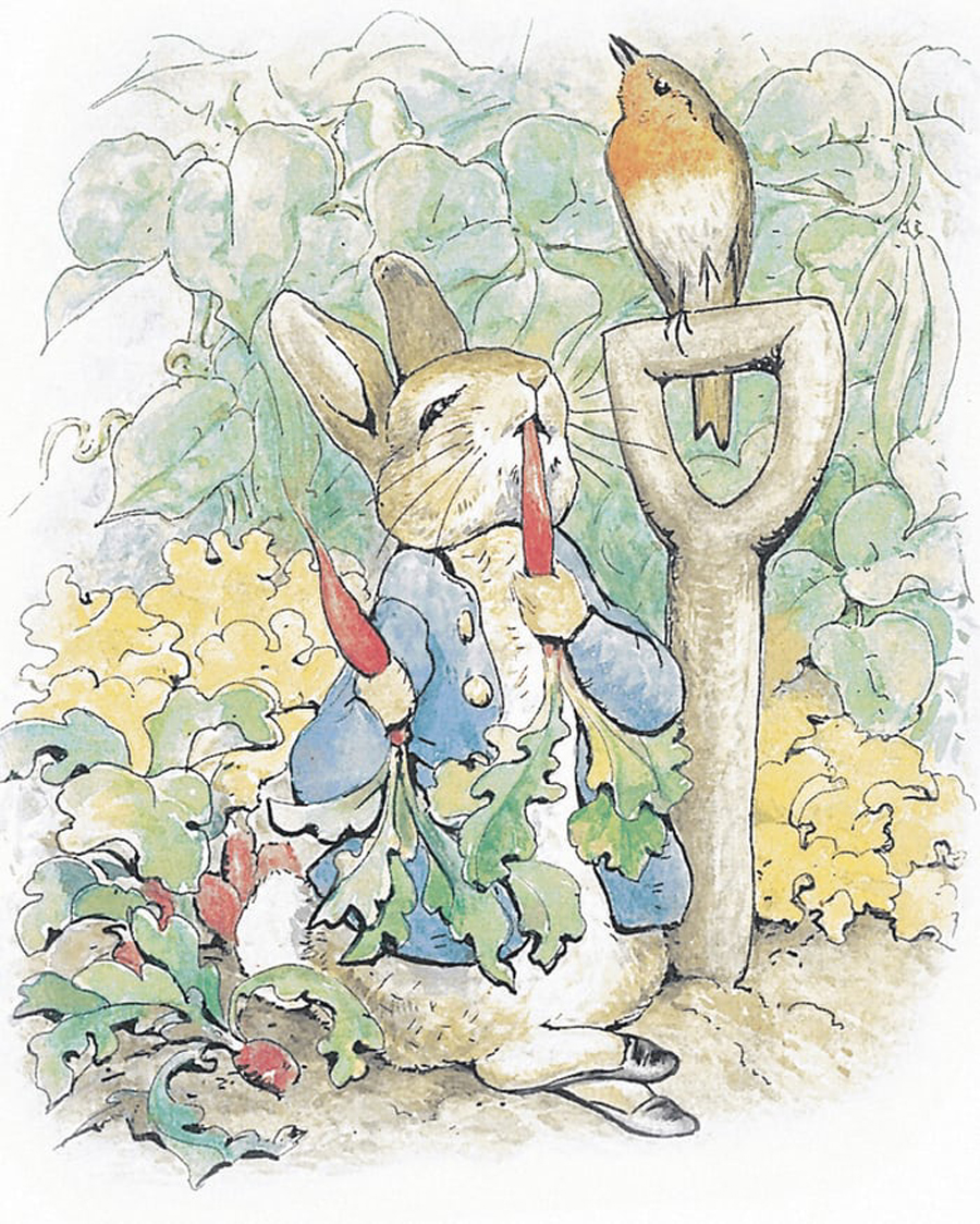 illustration art children book beatrix potter