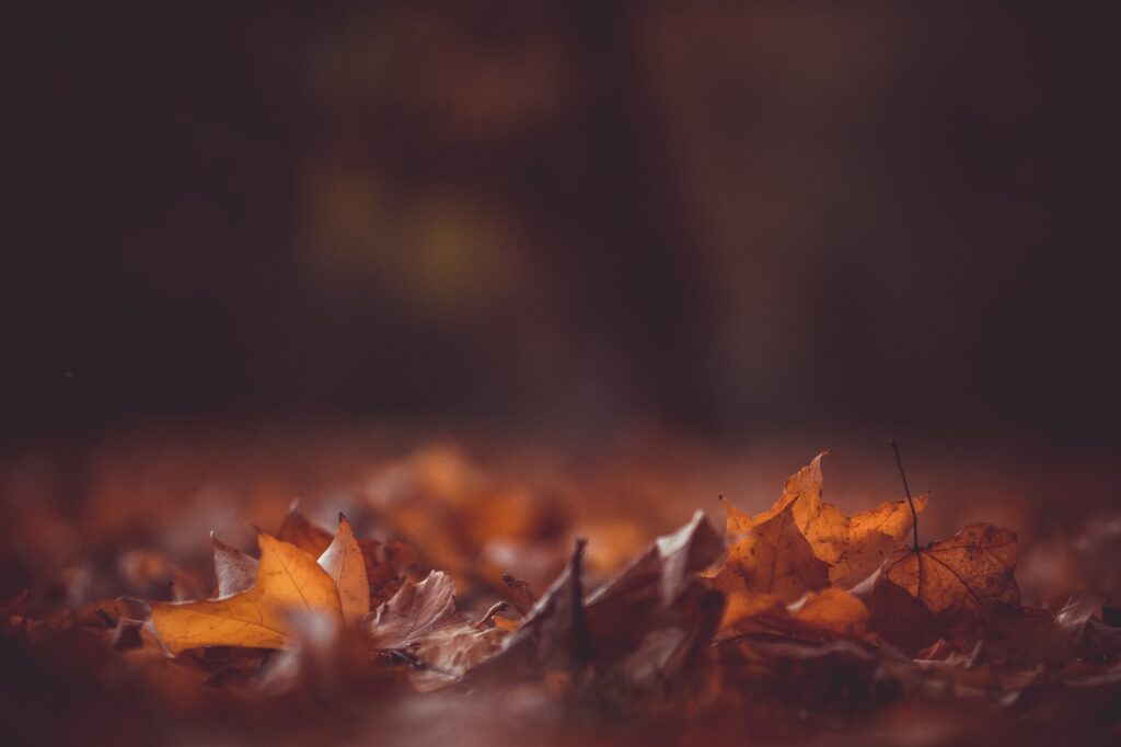 autumn ukrainian poetry bookmarin українська поезія про осінь