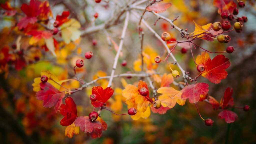 autumn ukrainian poetry bookmarin українська поезія про осінь