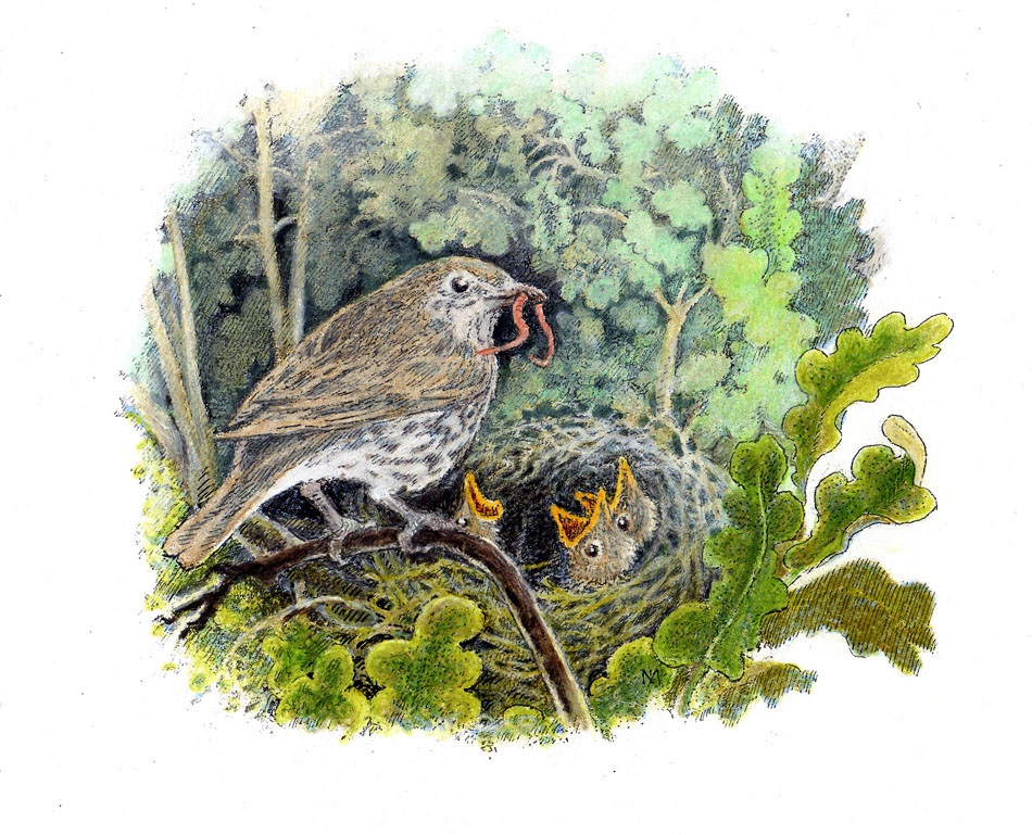 inga moore art book illustrations bookmarin