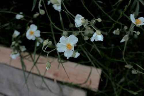 Безсмертний дотик до душі. Філософська поезія Ліни Костенко