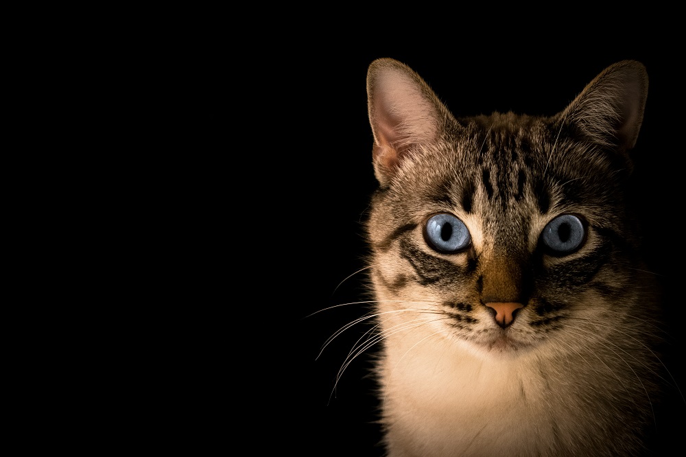 Cat Vibe: Book Quotes About Cats