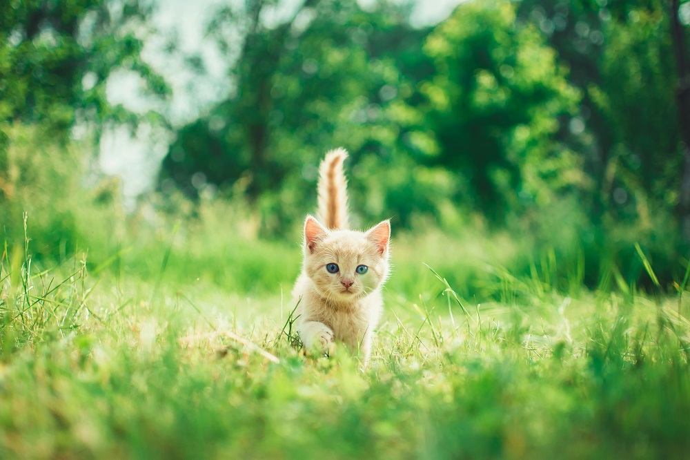 bookmarin book quotes cats