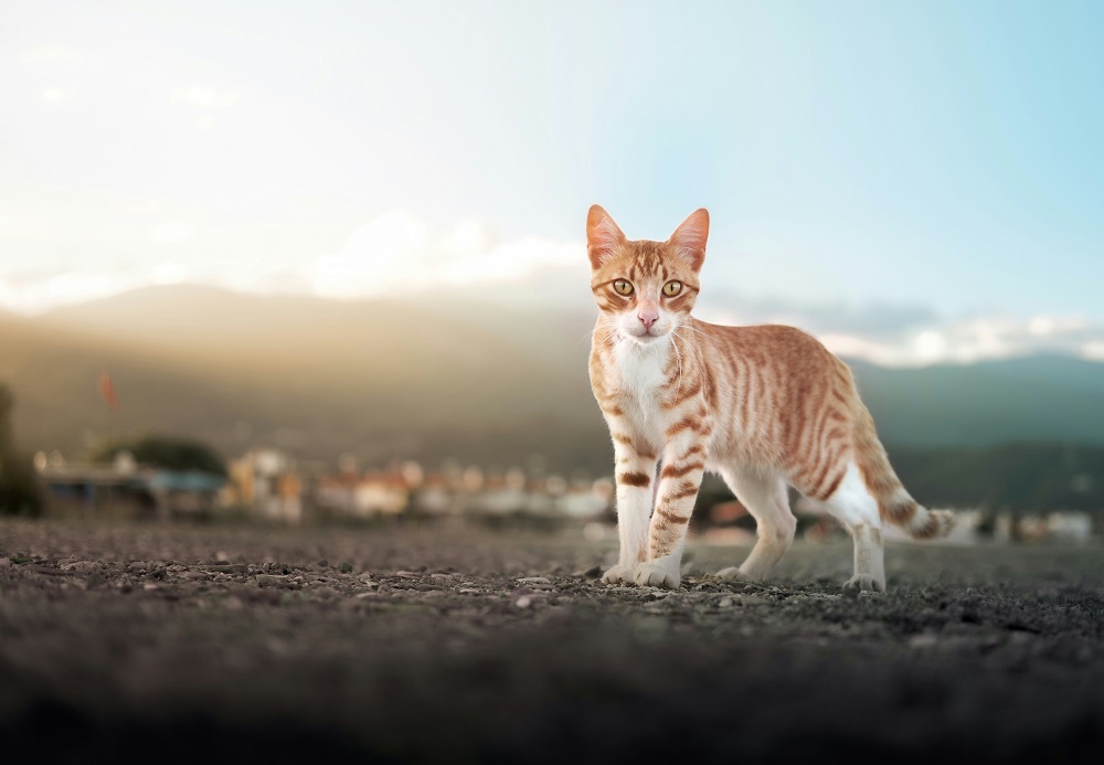 bookmarin book quotes about cats