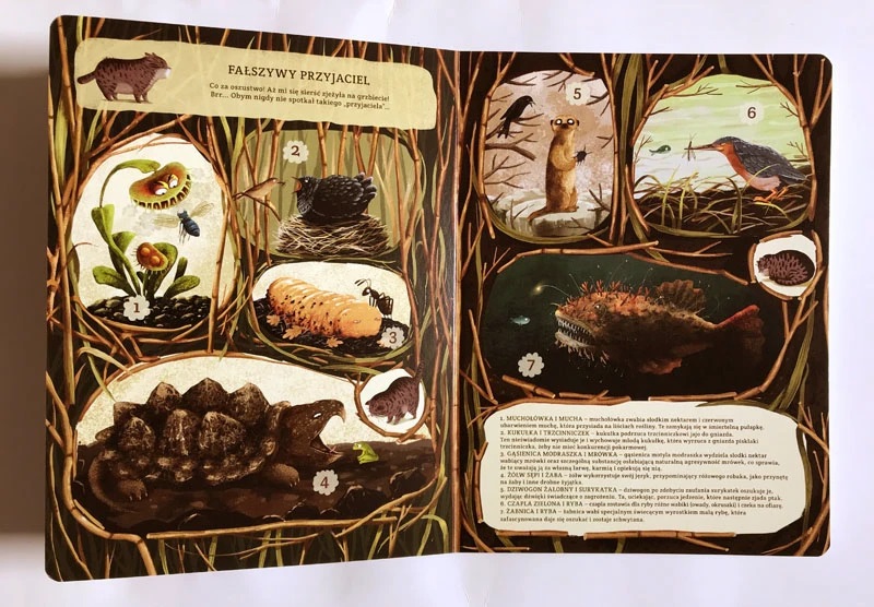emilia dzubak book illustrations art unusual friends