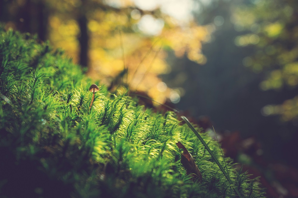 nature book quotes 