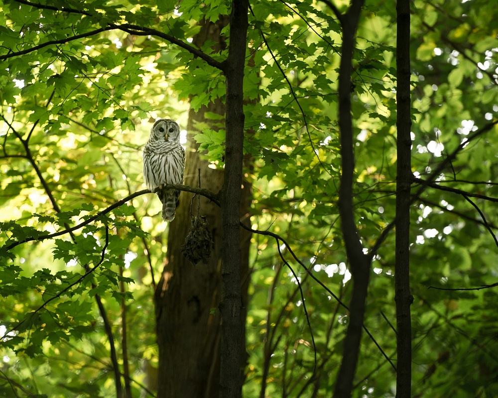 nature book quotes