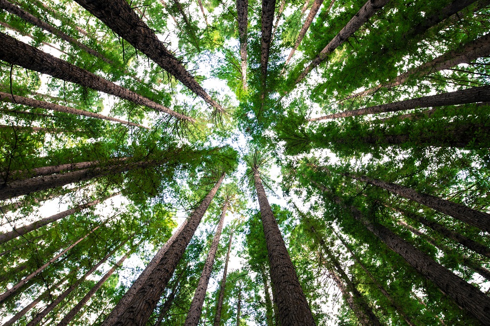 nature book quotes
