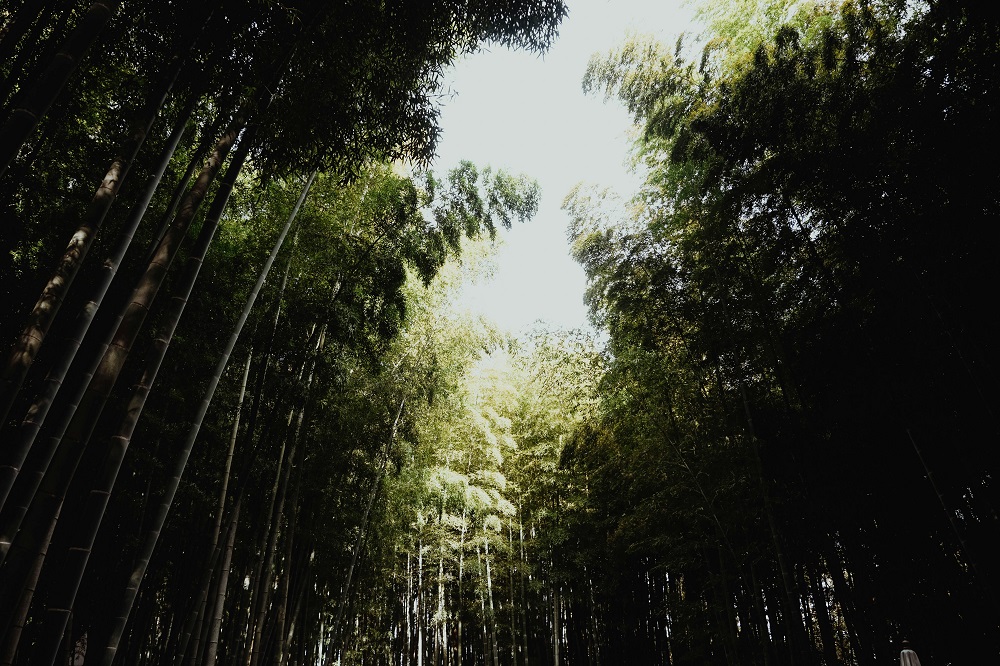 nature book quotes