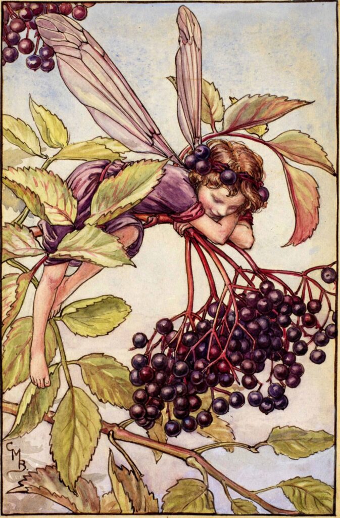 flower fairies of AUTUMN Cicely Mary Barker 