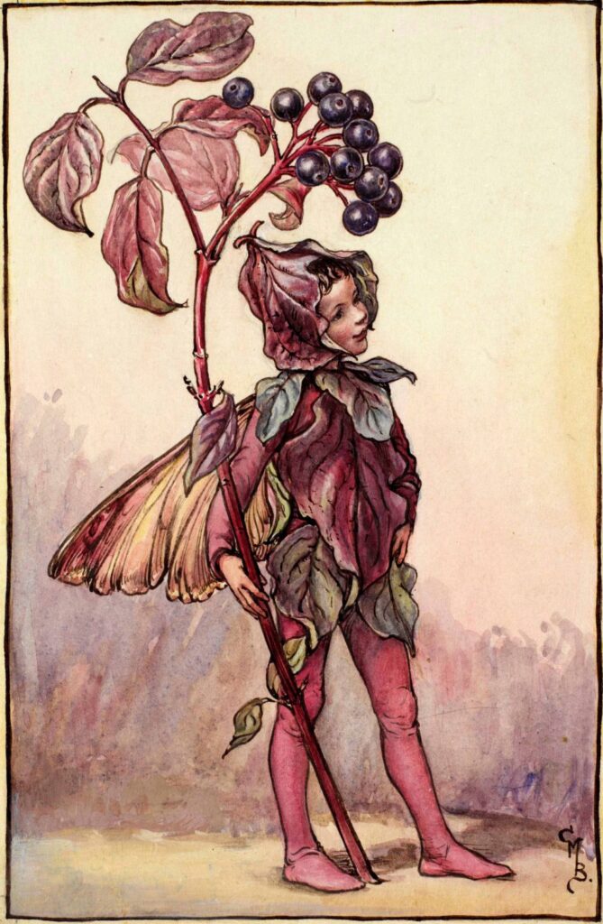 flower fairies of AUTUMN Cicely Mary Barker 
