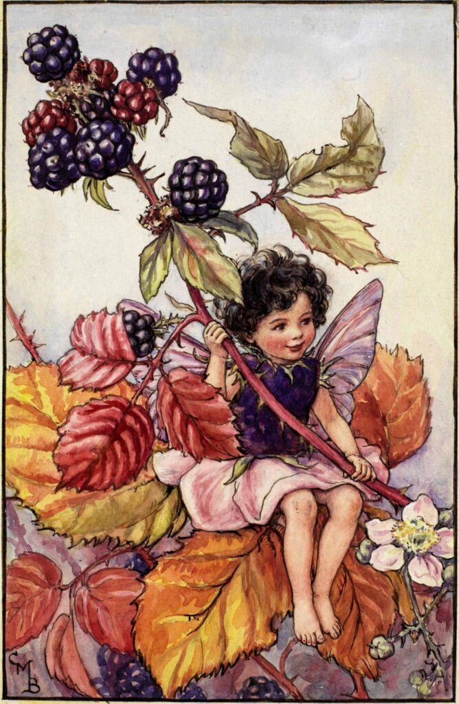 flower fairies of AUTUMN Cicely Mary Barker 