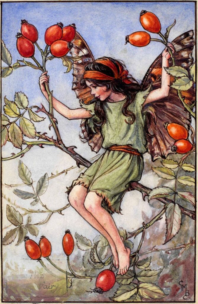 flower fairies of AUTUMN Cicely Mary Barker