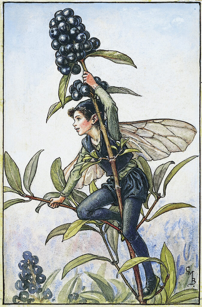 flower fairies of AUTUMN Cicely Mary Barker