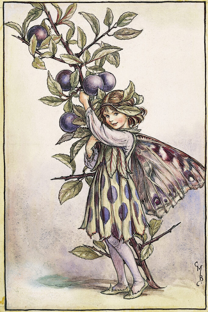 flower fairies of AUTUMN Cicely Mary Barker 