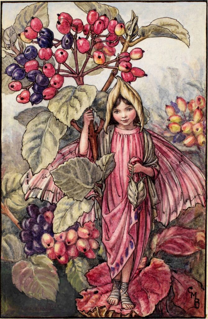 flower fairies of AUTUMN Cicely Mary Barker