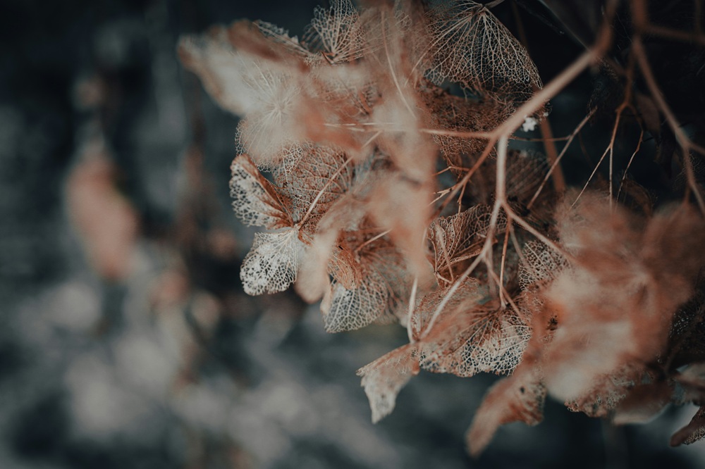 poetry about nature bookmarin
