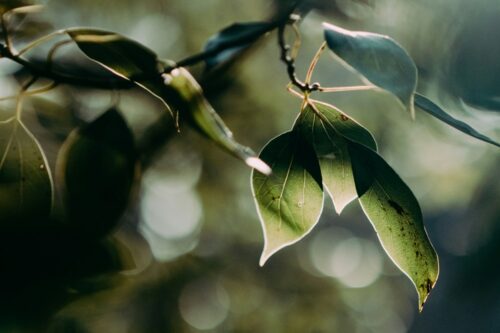 Poems by Robert Frost: Nature’s First Green Is Gold